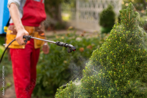 Gardener applying insecticide fertilizer to his thuja using a sprayer.