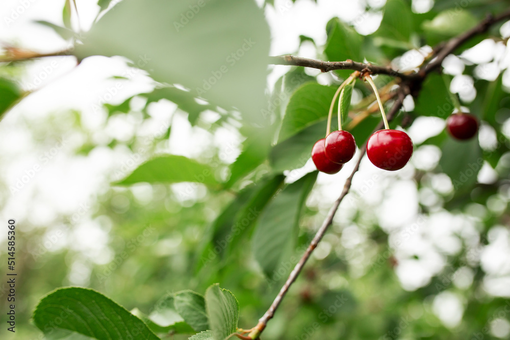 Cherry on a branch. Gardening, vegetable garden, agriculture, rural, berries fruit