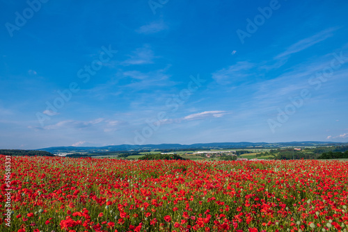 poppy field and sky