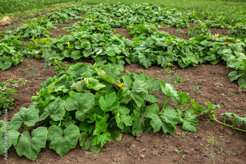 Pumpkin plantation. Gardening, vegetable garden, agriculture, rural
