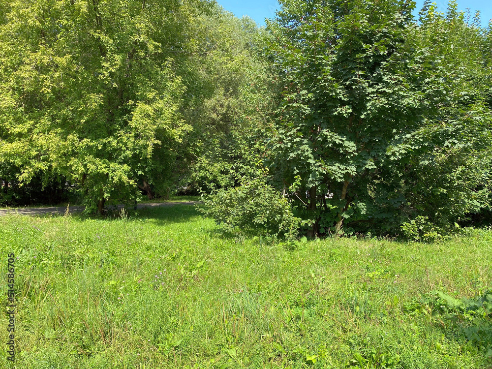 Obraz premium summer in city park at dry sunny day