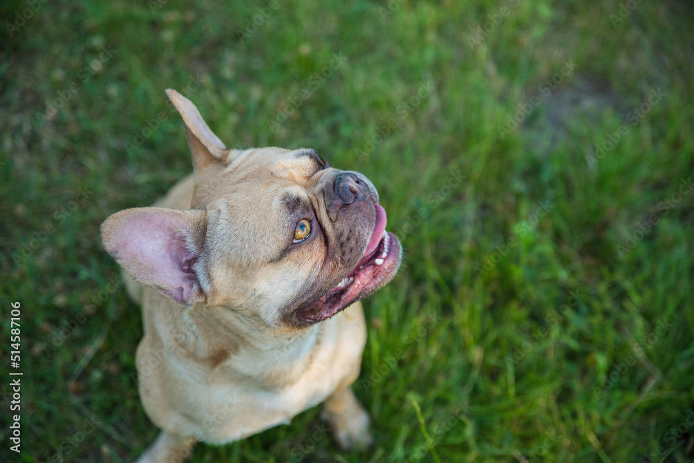 French bulldog on green grass. Selective focus. Blurred background.