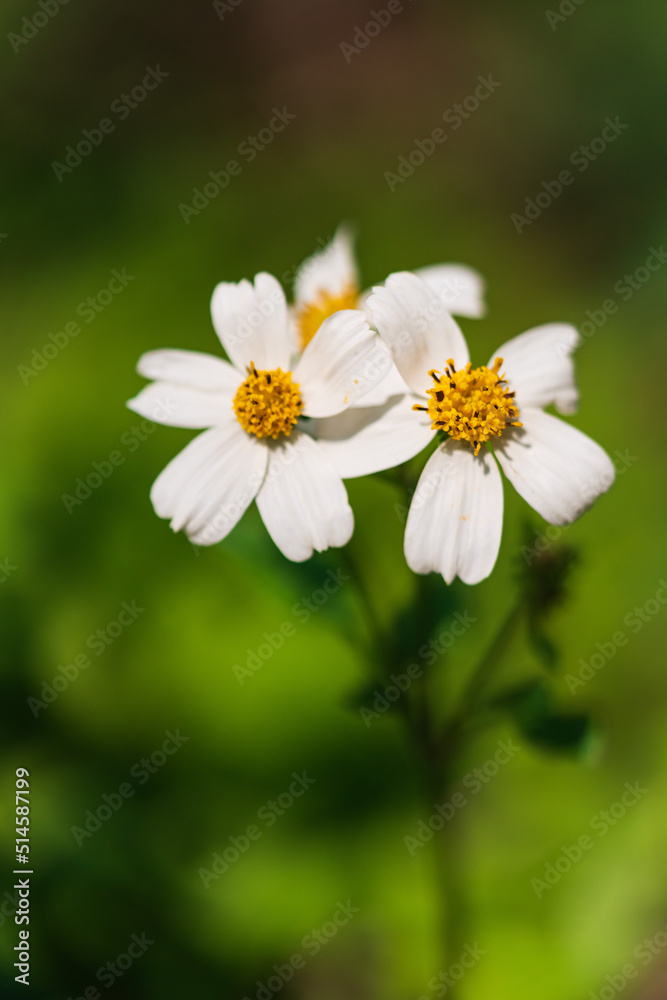Bidens bipinnata, a wild flower of Compositae outdoors in spring Bidens bipinnata, a wild flower of Compositae outdoors in spring