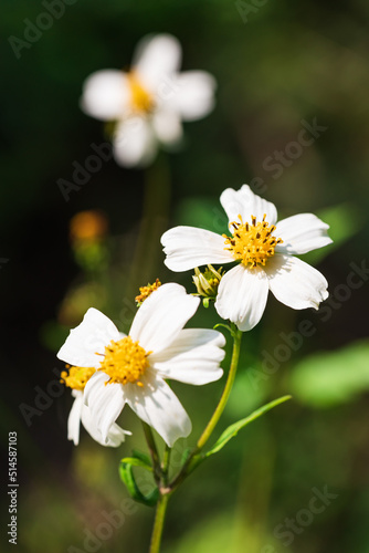 Bidens bipinnata, a wild flower of Compositae outdoors in spring