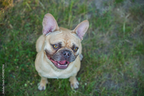 French bulldog on green grass. Selective focus. Blurred background. © baxys