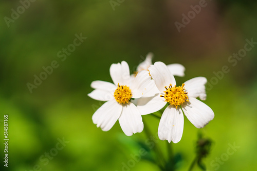 Bidens bipinnata, a wild flower of Compositae outdoors in spring