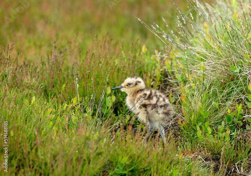 Selective focus of a  young Curlew chick, scientific name: numenius arquata, in natural Yorkshire grouse moor habitat, facing left. Curlews are in decline and are now a Red-Listed bird.  Copy space. © Anne Coatesy