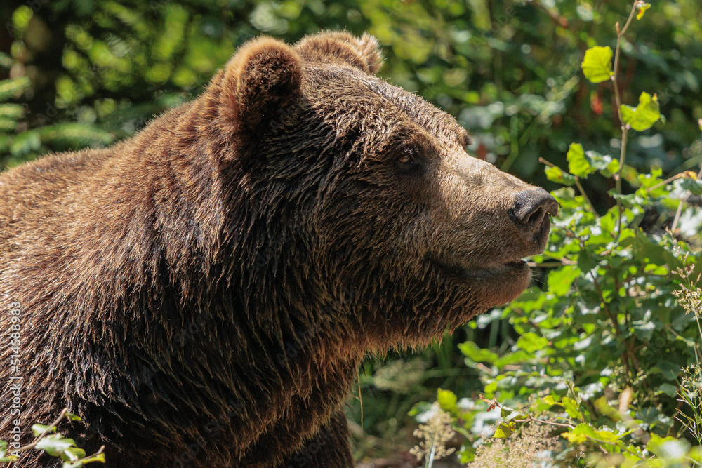 2022-06-30, GER, Bayern, Neuschönau: Europäischer Braunbär im Tierfreigelände Neuschönau, Nationalpark Bayerischer Wald. 2022-06-30, GER, Bayern, Neuschönau: Europäischer Braunbär im Tierfreigelände Neuschönau, Nationalpark Bayerischer Wald.