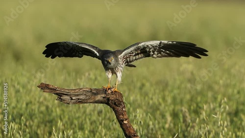 Adult male Montagu’s harrier on his favorite perch preening in early morning light on a cereal steppe in spring