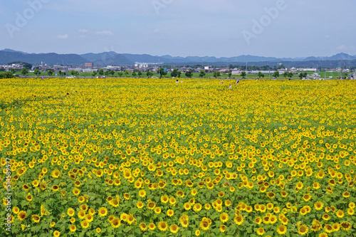 Beautiful sunflowers that color summer, Ono City, Hyogo Prefecture, Japan 