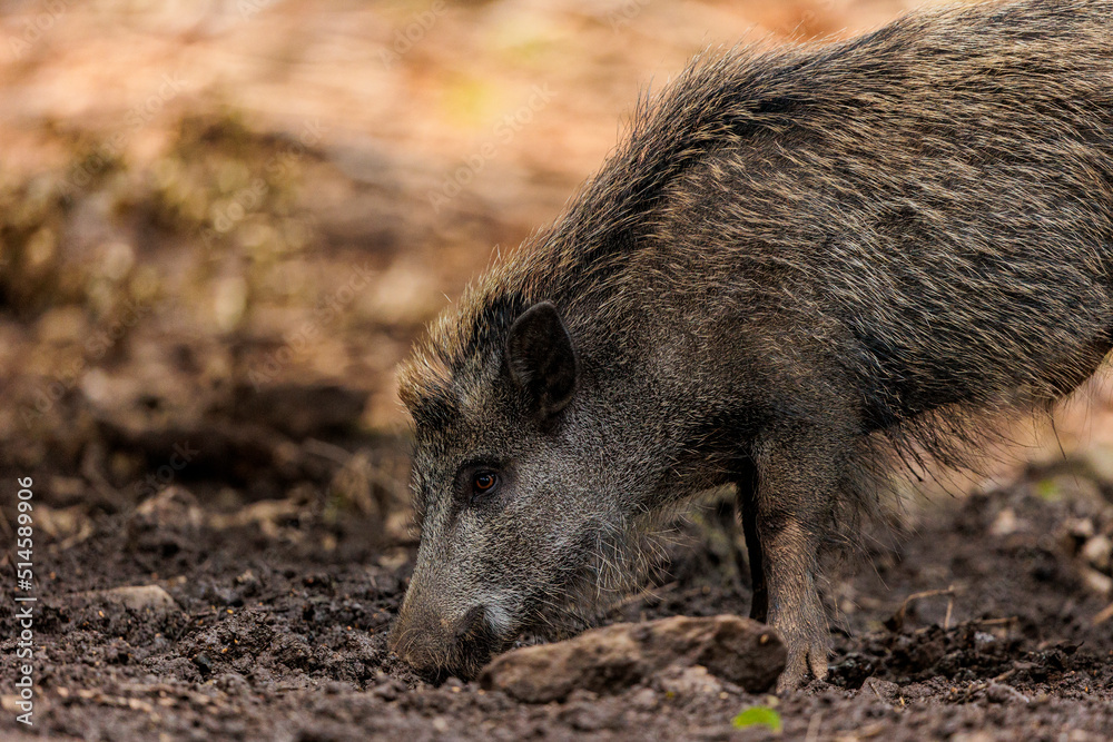 2022-06-30, GER, Bayern, Neuschönau: Wildschweine im Nationalpark bayerischer Wald. Wildschweine haben sich in den letzten Jahren stark vermehrt. 2022-06-30, GER, Bayern, Neuschönau: Wildschweine im Nationalpark bayerischer Wald. Wildschweine haben sich in den letzten Jahren stark vermehrt.