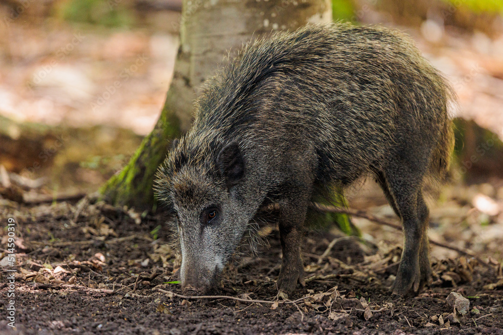 2022-06-30, GER, Bayern, Neuschönau: Wildschweine im Nationalpark bayerischer Wald. Wildschweine haben sich in den letzten Jahren stark vermehrt. 2022-06-30, GER, Bayern, Neuschönau: Wildschweine im Nationalpark bayerischer Wald. Wildschweine haben sich in den letzten Jahren stark vermehrt.
