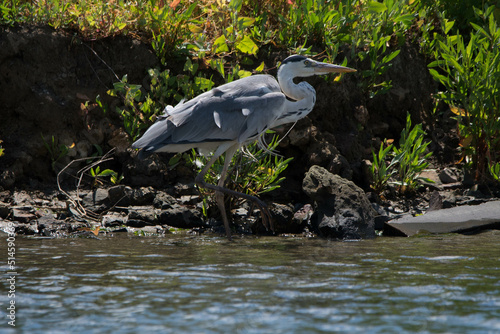 Photography gray heron, sea, bird, heron, nature, animal, grey, water, great blue heron, wil