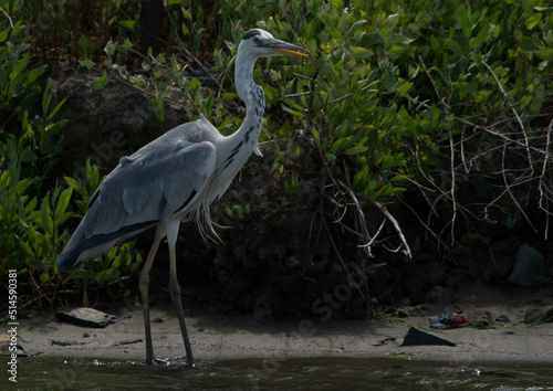 Photography gray heron, sea, bird, heron, nature, animal, grey, water, great blue heron, wil
