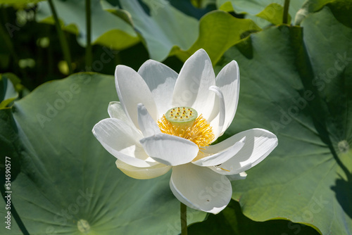White lotus flower in Nagahama