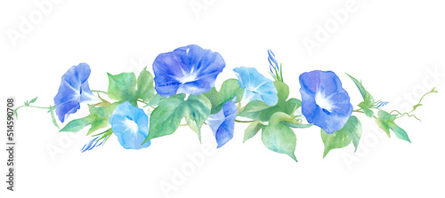 ２色のアサガオの花。水彩イラスト。装飾罫線。（ベクター。花と葉のレイアウト変更可能）
