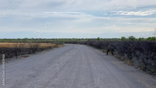 White rhino crossing the road in Namibia National Park, Etosha. High quality FullHD footage