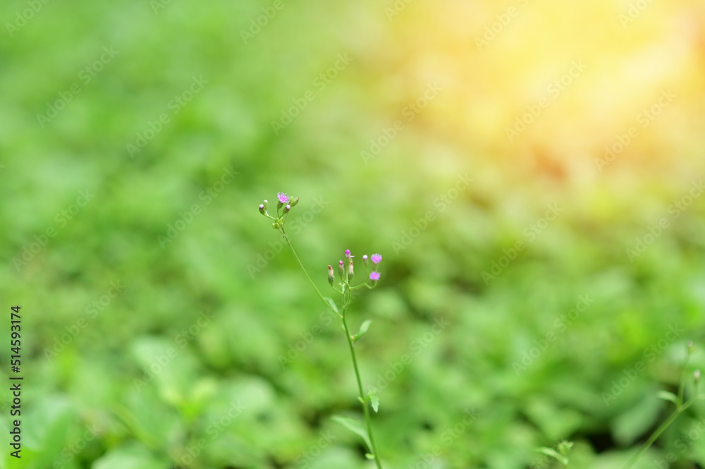 Closeup of Beautiful Many flowers of grass grow along the roadside with blurry background in the morning. Closeup of Beautiful Many flowers of grass grow along the roadside with blurry background in the morning.