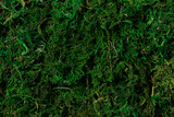 Moss in full screen. Vegetation theme. Wallpaper or background for an image