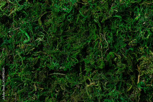 Moss in full screen. Vegetation theme. Wallpaper or background for an image