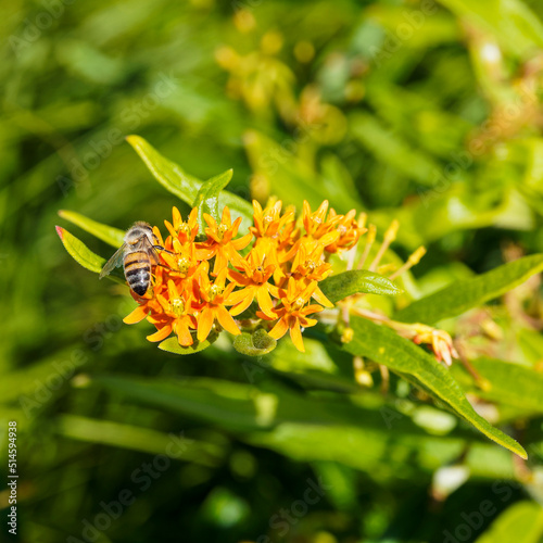 Asclepias tuberosa | Asclépiade tubéreuse ou herbe à la Ouate. Jolie plante ornementale à floraison orangée en ombelles au dessus d'un feuillage en spirale lancéolé vert bleuté photo