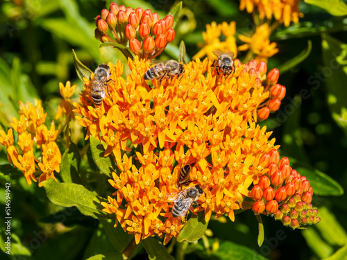 Asclepias tuberosa - Asclépiade tubéreuse ou herbe aux papillons, plante mellifère aux petites fleurs orange vermillon au nectar attirant de nombreuse abeilles photo