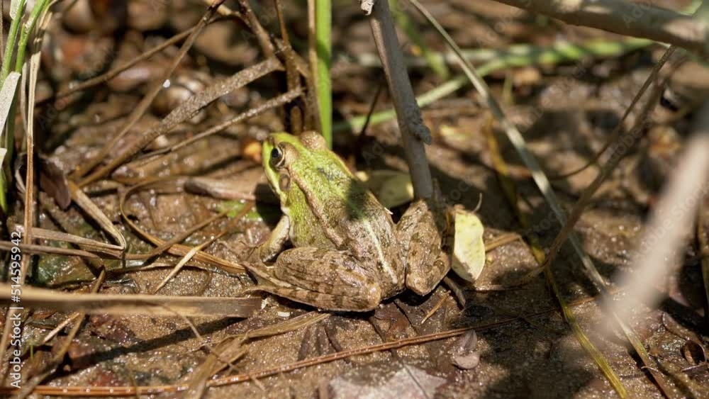 Green Spotted Reed Toad Sits on Wet Sand in Reeds a Waiting Prey. Back view. Slippery, frog, reptile resting in sunset on bank of a swamp. Amphibian in in bright rays sunlight breathes skin. Wildlife. Green Spotted Reed Toad Sits on Wet Sand in Reeds a Waiting Prey. Back view. Slippery, frog, reptile resting in sunset on bank of a swamp. Amphibian in in bright rays sunlight breathes skin. Wildlife.