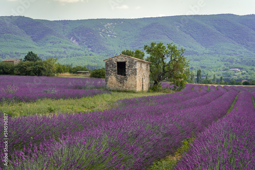 Fototapeta Naklejka Na Ścianę i Meble -  Stone house in the middle of a lavender field on the Valensole plateau, Puimoisson, Verdon Regional Natural Park, Alpes-de-Haute-Provence, France