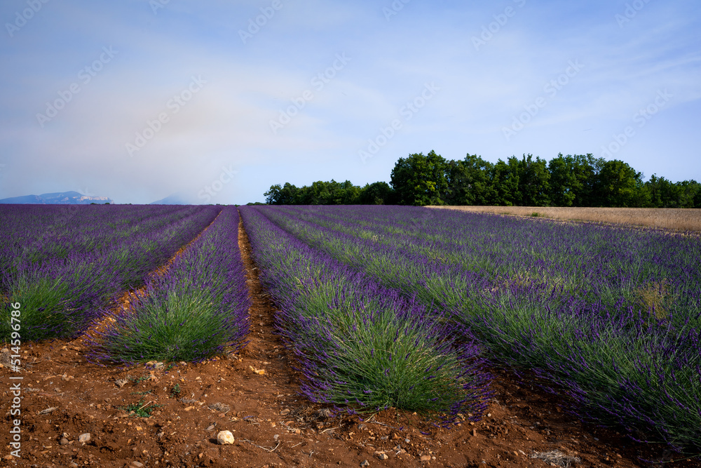 Obraz premium Stone house in the middle of a lavender field on the Valensole plateau, Puimoisson, Verdon Regional Natural Park, Alpes-de-Haute-Provence, France