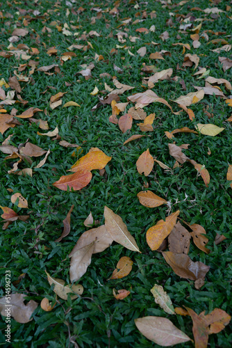 autumn leaves in the grass