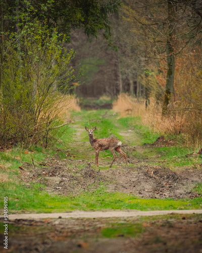 Fototapeta Naklejka Na Ścianę i Meble -  deer in the forest