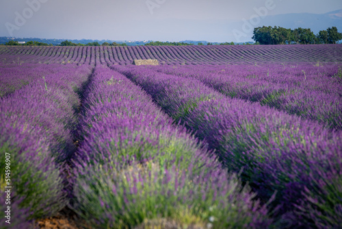 Lavender field at sunset in Valensole in Provence  France. Alpes-de-Haute-Provence  French Alps.