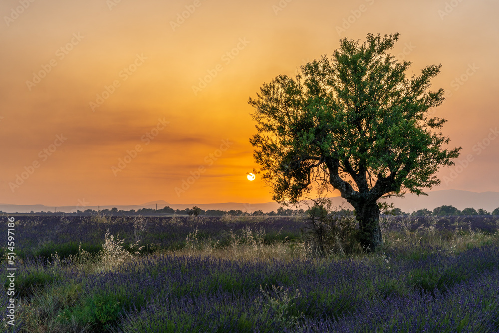 Lavender field at sunset in Valensole in Provence, France. Alpes-de-Haute-Provence, French Alps. Sunset and tree silhouettes on the Valensole Plateau Lavender field at sunset in Valensole in Provence, France. Alpes-de-Haute-Provence, French Alps. Sunset and tree silhouettes on the Valensole Plateau