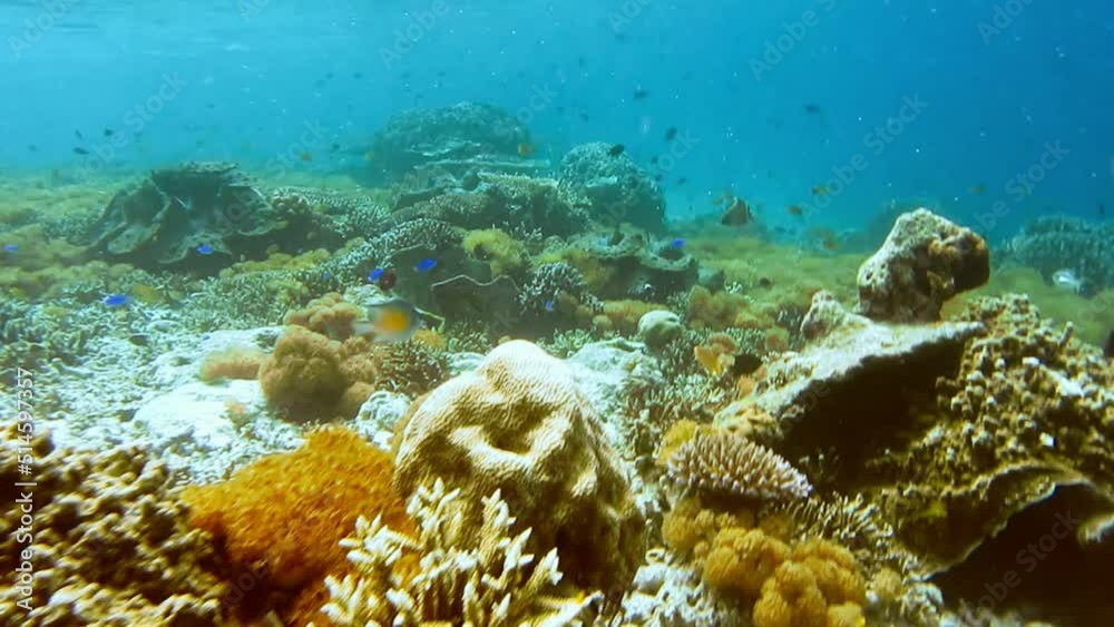 School of coral fish near hard corals on friwen wall, best diving spot near Friwen Island, Gam, Raja Ampat, Indonesia School of coral fish near hard corals on friwen wall, best diving spot near Friwen Island, Gam, Raja Ampat, Indonesia