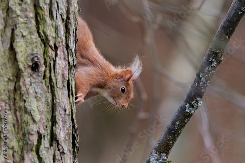 Eichhörnchen klettert einen Baum herunter photo