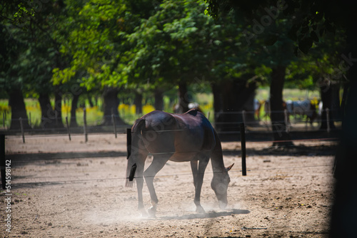 Horse in the field © Edi