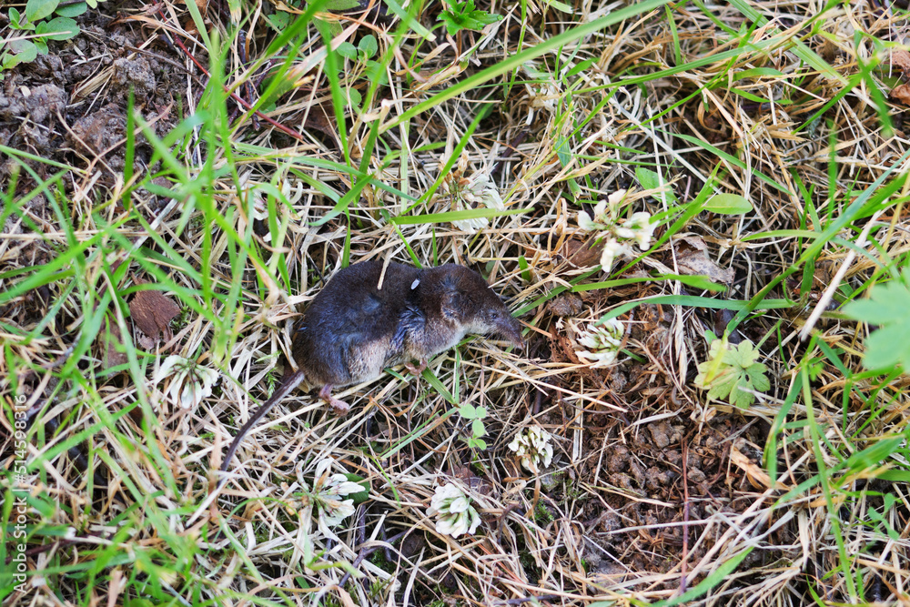 The cat caught the poor little mole and brought it to me as a gift The cat caught the poor little mole and brought it to me as a gift