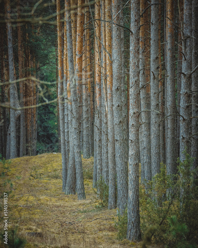 forest in autumn