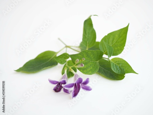 Barleria Strigosa Willd leaf (Acanthaceae) on white background. closeup photo, blurred.