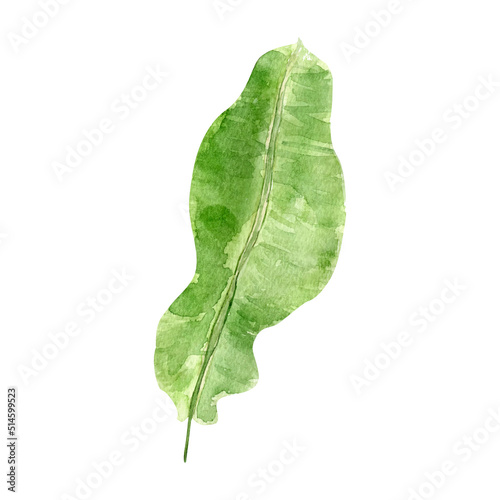 Banana leaf vector imitation watercolor