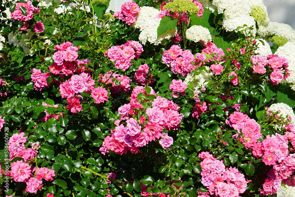 Fototapeta premium Pink Roses