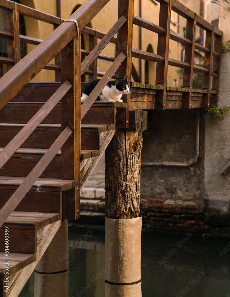 Cat on wooden bridge steps in Venice, Italy Cat on wooden bridge steps in Venice, Italy