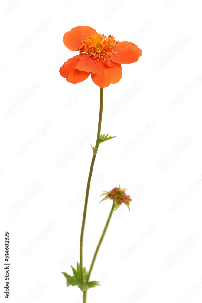 Geum coccineum, Chilean avens flower Geum coccineum, Chilean avens flower