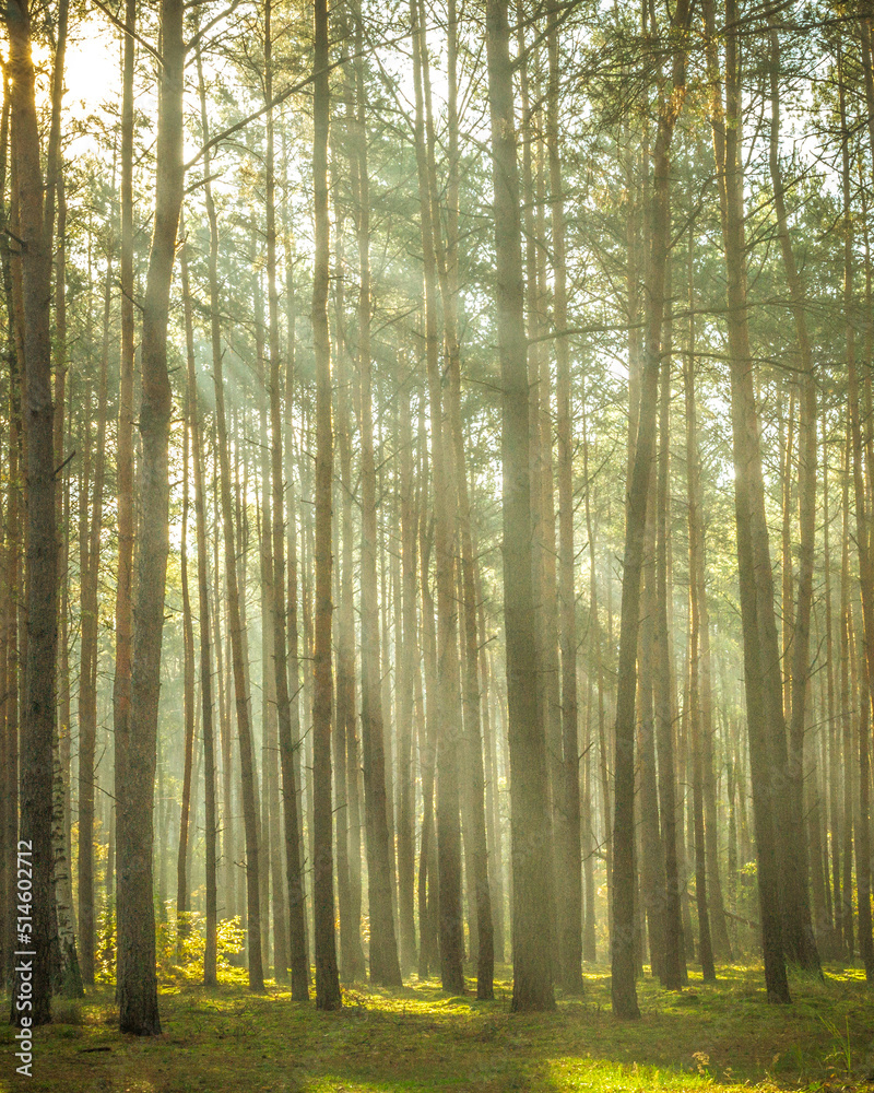 Fototapeta premium morning in the forest