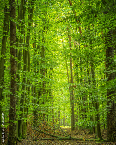 Fototapeta Naklejka Na Ścianę i Meble -  path in the forest