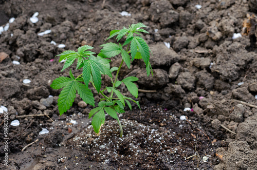 Young plant of cannabis growing in earth.