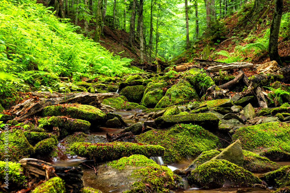 Fototapeta premium Forest stream in the mountains. Bieszczady National Park, Carpathians, Poland.