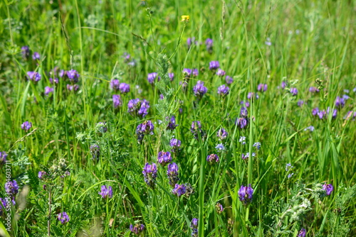 purple flowers in green grass on meadow in sunny day