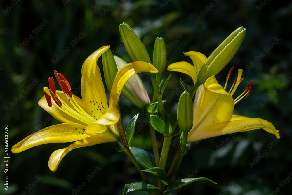 Beautiful photos of garden flowers. Yellow lilies. Close up. Beautiful photos of garden flowers. Yellow lilies. Close up.