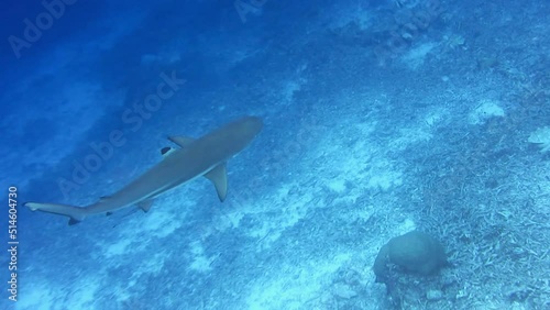 Blacktip reef shark swimming in a current and hunting over coral reef photo